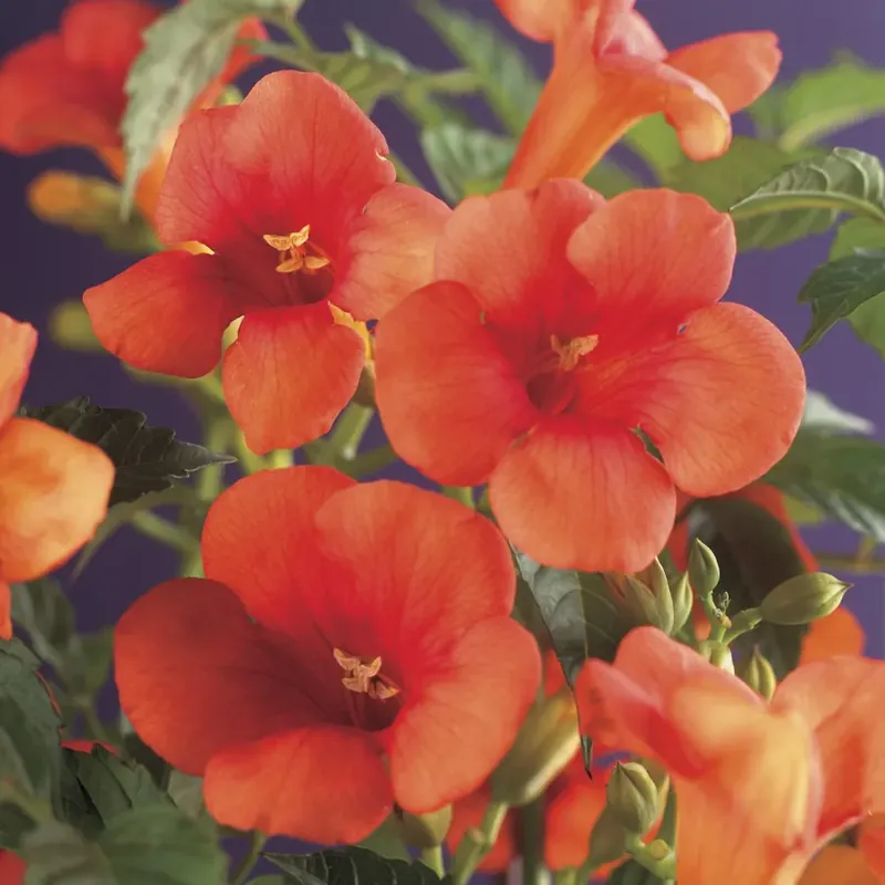 Trompetklimmer (Campsis radicans) - Veel voordeel