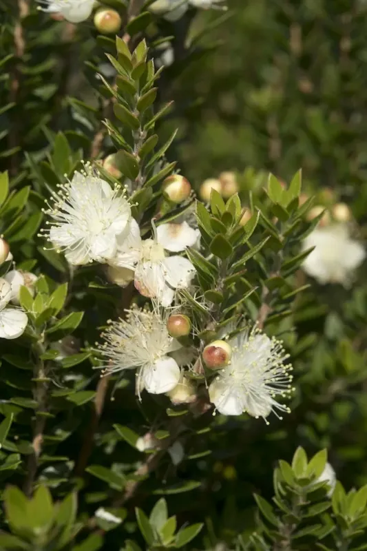 Erg populair | Dwergmirte (Myrtus communis ‘Tarentina‘)
