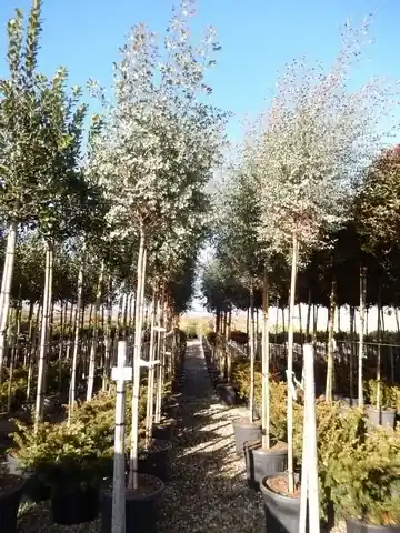 Sale - Eucalyptus als boom (Eucalyptus gunnii)