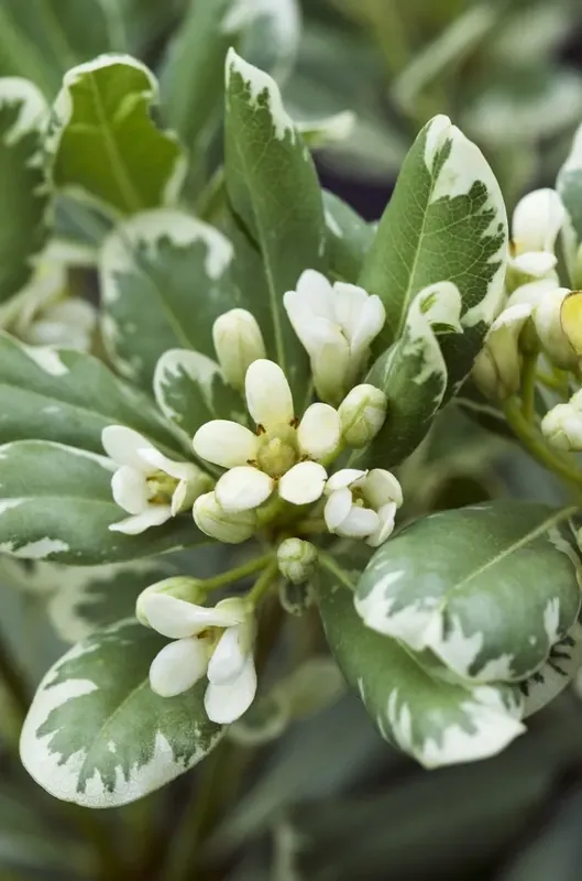 Net binnen - Australische laurier (Pittosporum tobira ‘Variegatum‘)