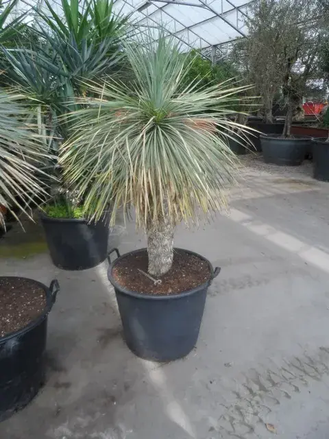 Palmlelie (Yucca rostrata) | Prijs verlaagd