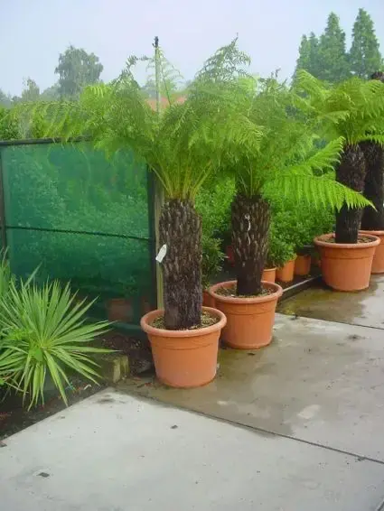 Boomvaren (Dicksonia antarctica) | Professionele kwaliteit