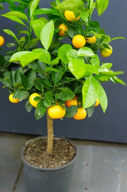 Calamondin op stam (Citrus Mitis) - Rechtstreeks van de fabrikant
