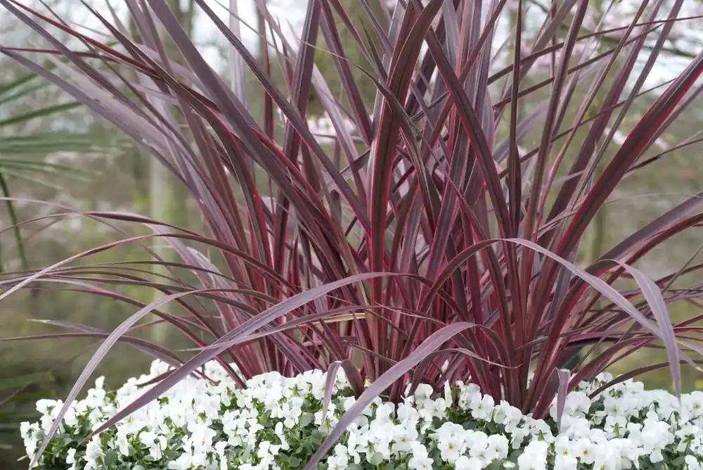 Cordyline (Cordyline ‘Can Can‘) | Erg populair