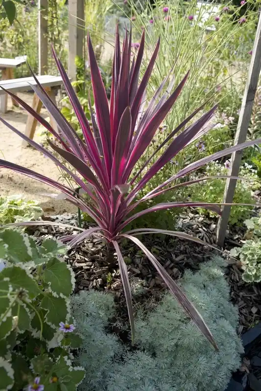 Aanbieding | Cordyline (Cordyline australis ‘Electric Pink‘)