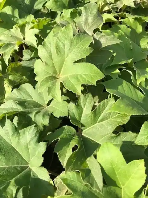 Rijstpapierplant (Tetrapanax papyrifer) | Bijna uitverkocht