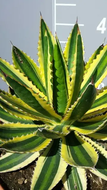 Winterharde Agave (Agave lophanta ‘Quadricolor‘) | Mis het niet