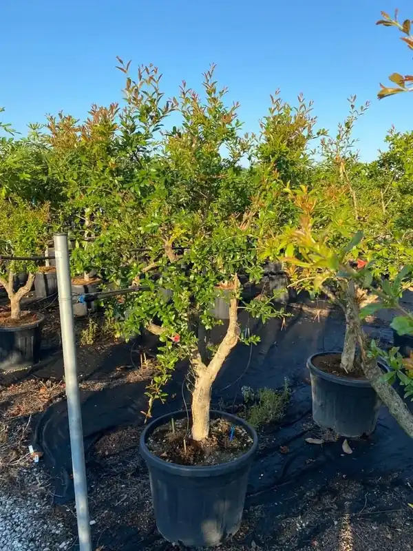 Nieuw binnengekomen - Granaatappel als solitair (Punica granatum)