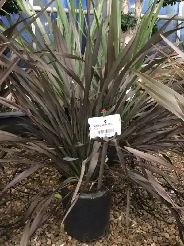Spoedlevering | Nieuw Zeelands vlas (Phormium colensoi ‘Platt‘s Black‘)