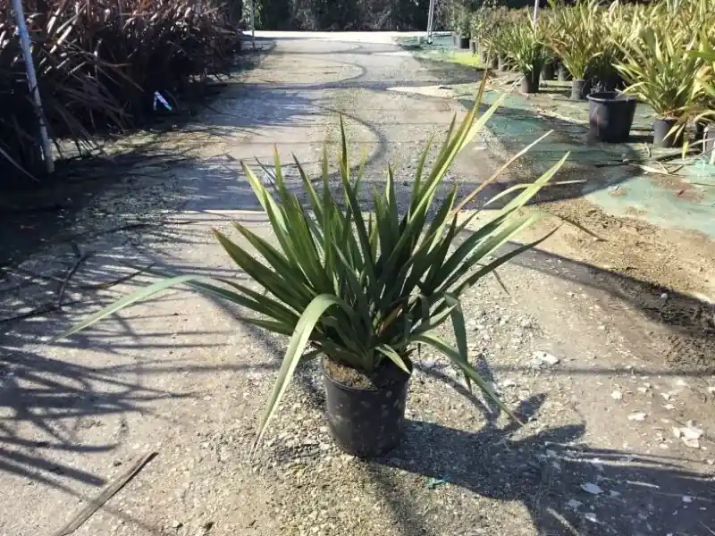 Nieuw Zeelands vlas (Phormium tenax ‘Pink Stripe‘) | Dagdeal
