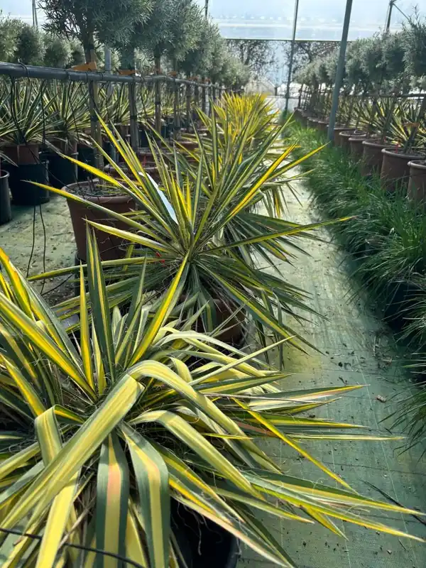 Palmlelie (Yucca flaccida ‘Golden Sword‘) - Goed beoordeeld