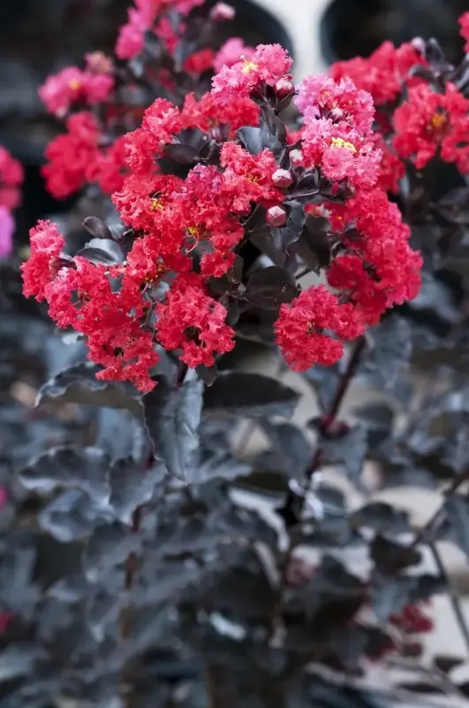 Lagerstroemia (Lagerstroemia ‘Black Diamond Best Red‘) | Klaar voor verzending