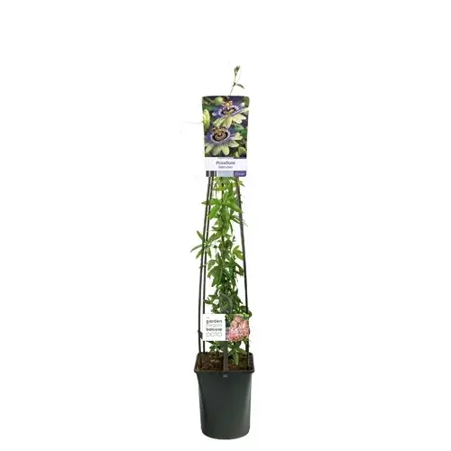Passiebloem (Passiflora ‘Damsel’s Delight’) - Laatste kans