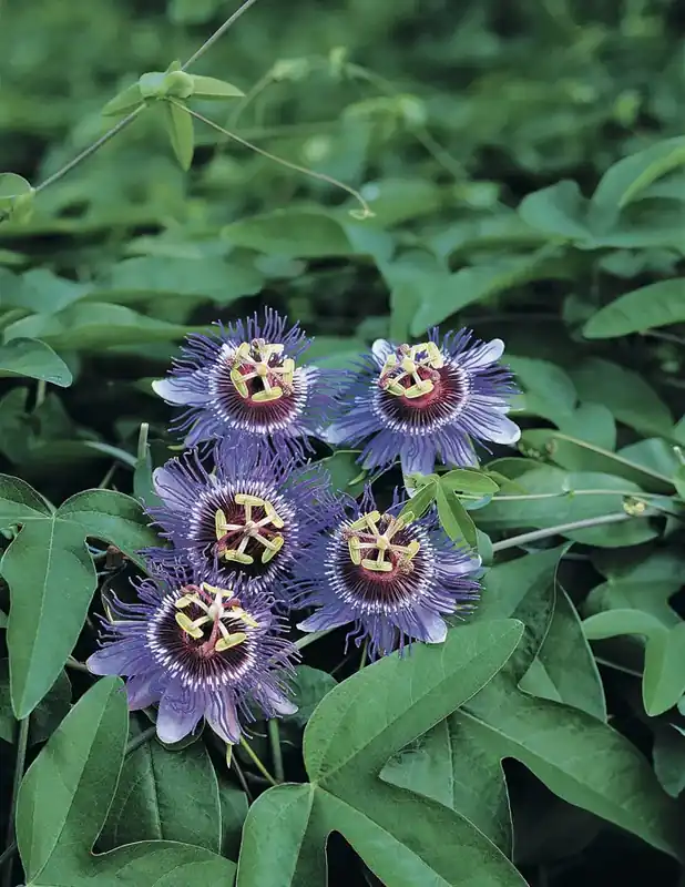 Snelle levering - Passiebloem (Passiflora ‘Purple Rain‘)