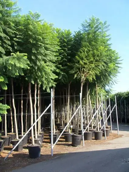 Jacaranda (Jacaranda mimosifolia) | Professionele kwaliteit