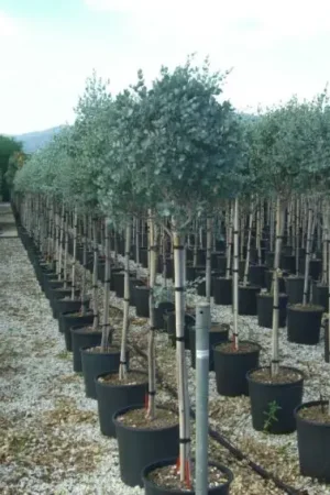 Zolang de voorraad strekt - Eucalyptus op stam (Eucalyptus gunnii)