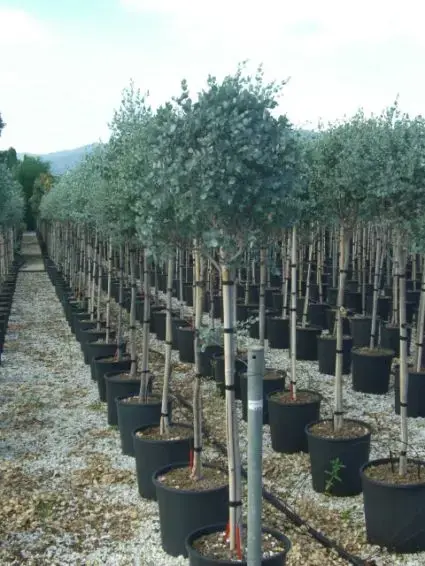 Zolang de voorraad strekt - Eucalyptus op stam (Eucalyptus gunnii)