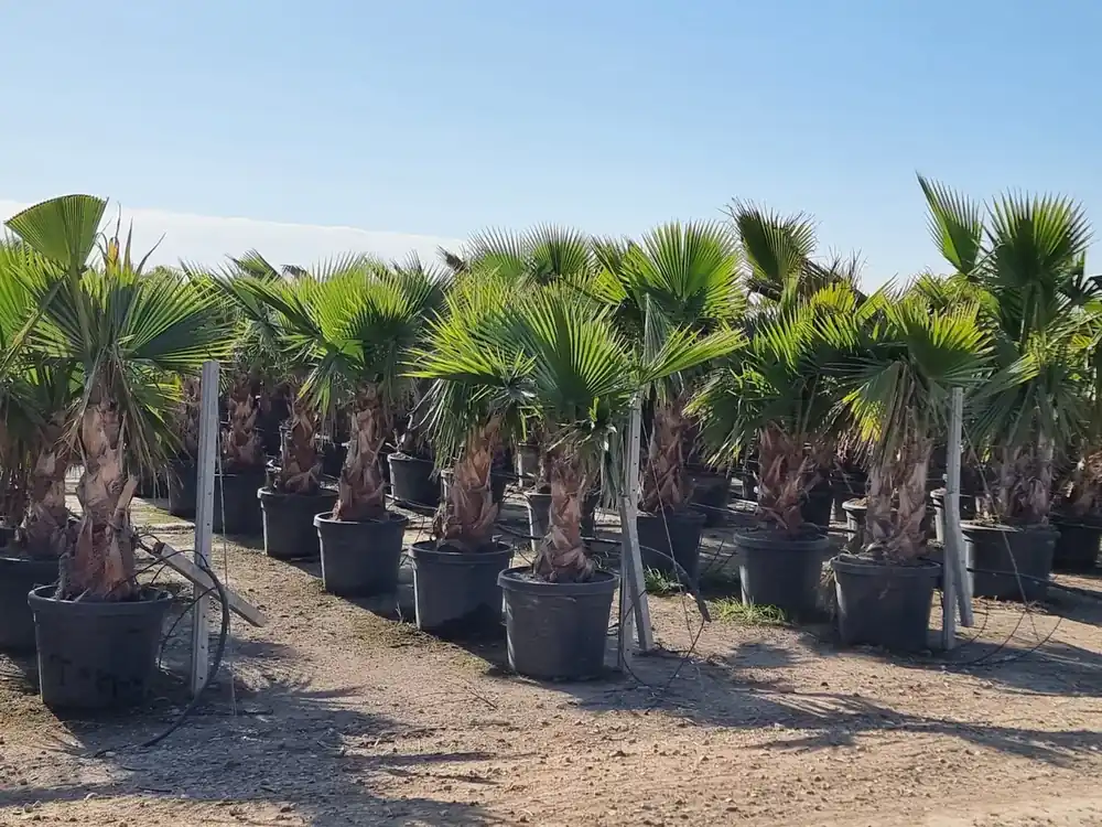 Mexicaanse waaierpalm (Washingtonia robusta) | Actie loopt bijna af