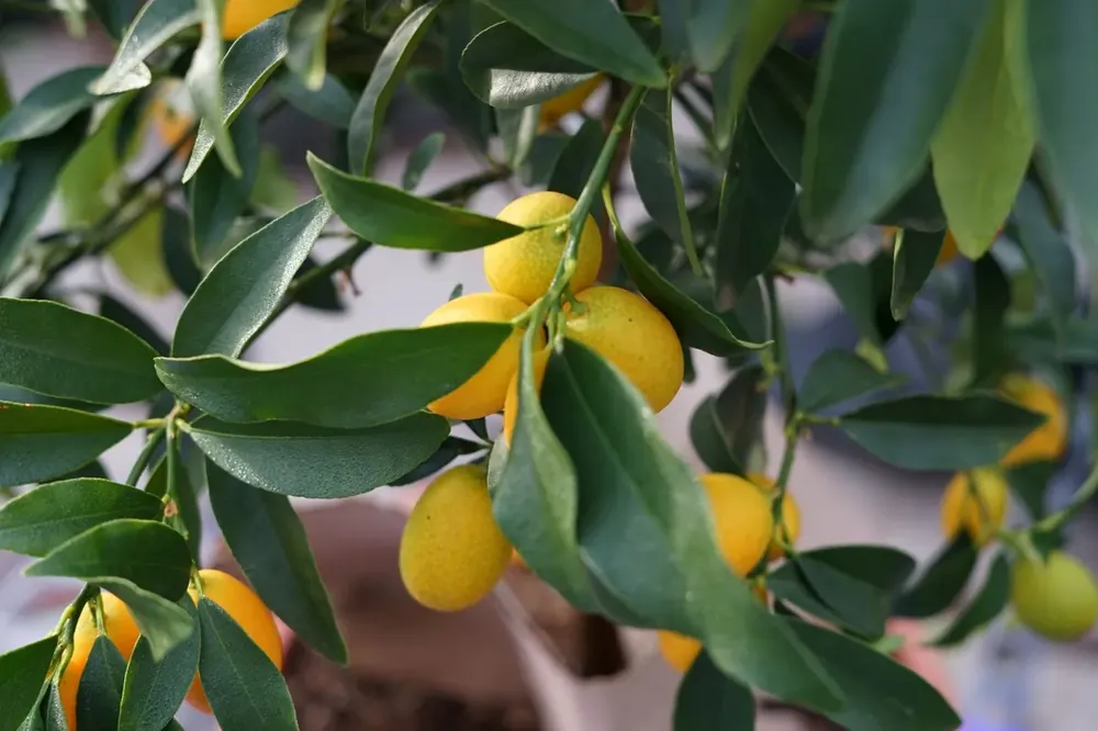 Direct van de fabrikant - Kumquat (Citrus kumquat)