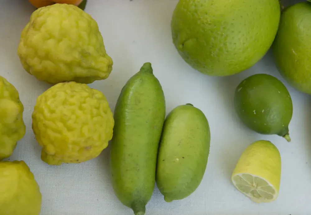 Hoog gewaardeerd - Vingerlimoen (Microcitrus australasica)