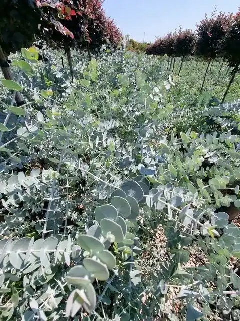 Populair - Gomboom (Eucalyptus pulverulenta ‘Baby blue‘)