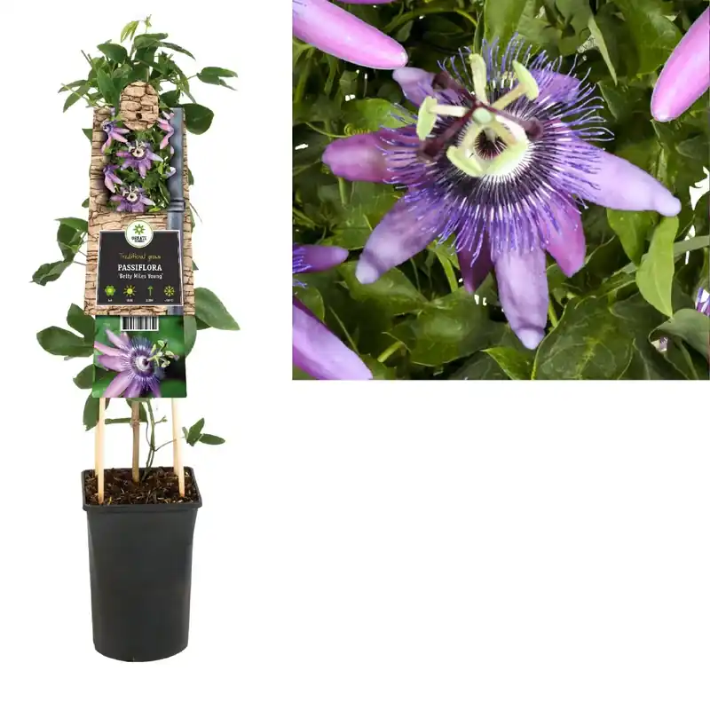 Passiebloem (Passiflora ‘Betty Miles Young‘) - Outlet