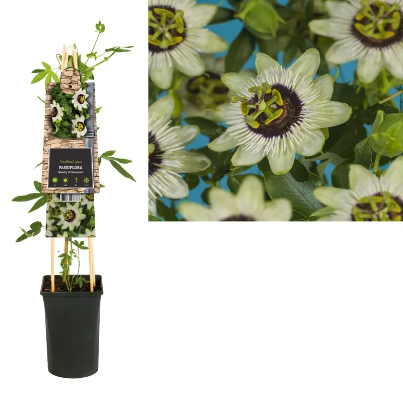 Passiebloem (Passiflora ‘Beauty of Hannover‘) | Premiumkwaliteit
