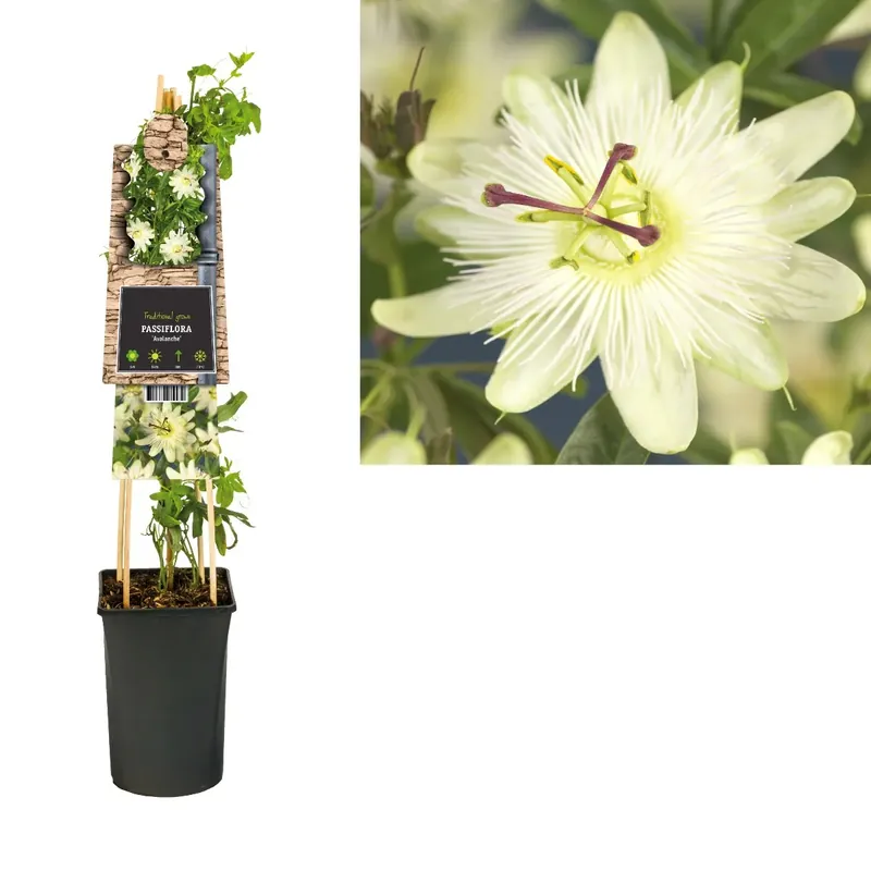 Trending - Passiebloem (Passiflora ‘Avalanche‘)