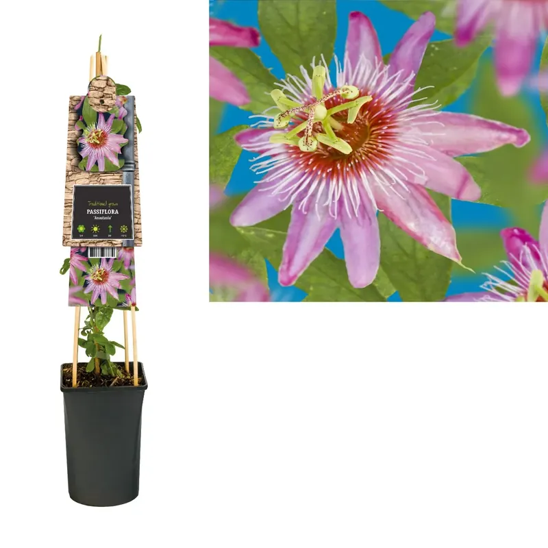 Passiebloem (Passiflora ‘Anastasia‘) | Snelle verzending