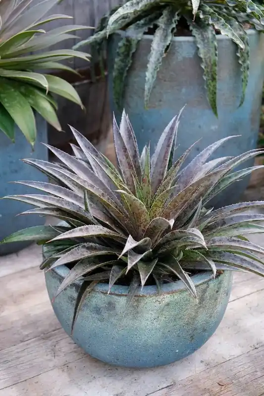 Mangave (Mangave ‘Pineapple Express‘) - Actie