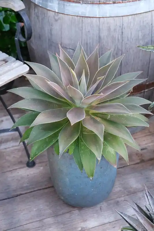 Scherp geprijsd - Mangave (Mangave ‘Lavender Lady‘)