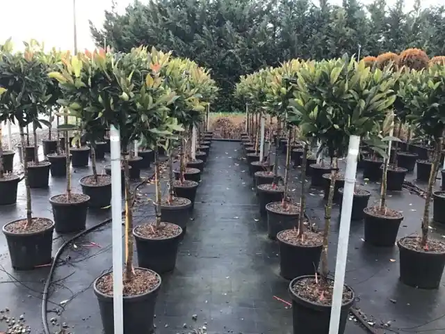 Prijs verlaagd | Japanse mispel op stam (Eriobotrya japonica ‘Coppertone‘)