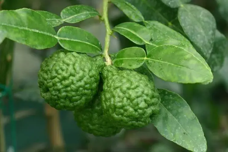 Kaffirlimoen (Citrus hystrix) | Voordelig