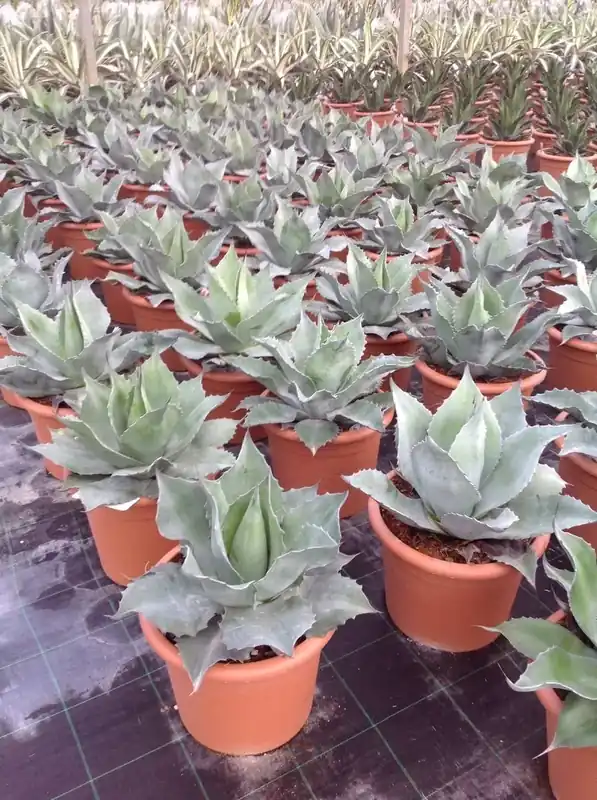 Winterharde Agave (Agave ovalifolia) | Direct leverbaar