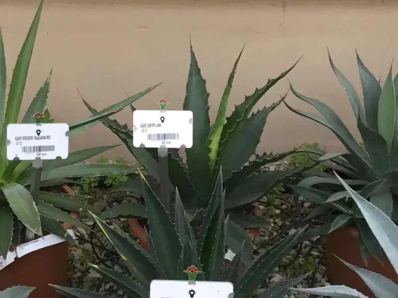 Trending - Winterharde Agave (Agave ‘Gentryi Jaws‘)