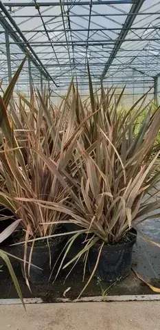 Uitverkoop | Nieuw-Zeelands vlas (Phormium ‘Sundowner‘)