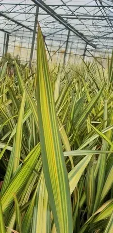 Nieuw Zeelands vlas (Phormium ‘Apricot Queen‘) | Rechtstreeks van de fabrikant