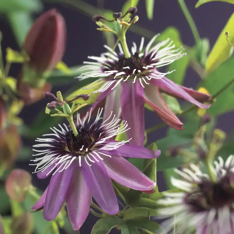 Voeg toe aan winkelwagen | Passiebloem (Passiflora ‘Victoria‘)