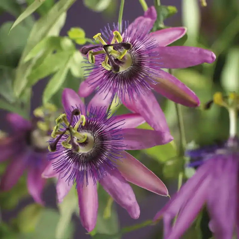 Passiebloem (Passiflora ‘Amethyst‘) | Extra korting