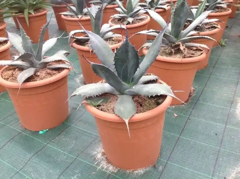 Bijna uitverkocht - Agave (Agave ‘Ferox‘)