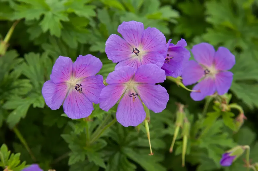 Ooievaarsbek (Geranium himalayense ‘Baby Blue‘) | Premiumkwaliteit