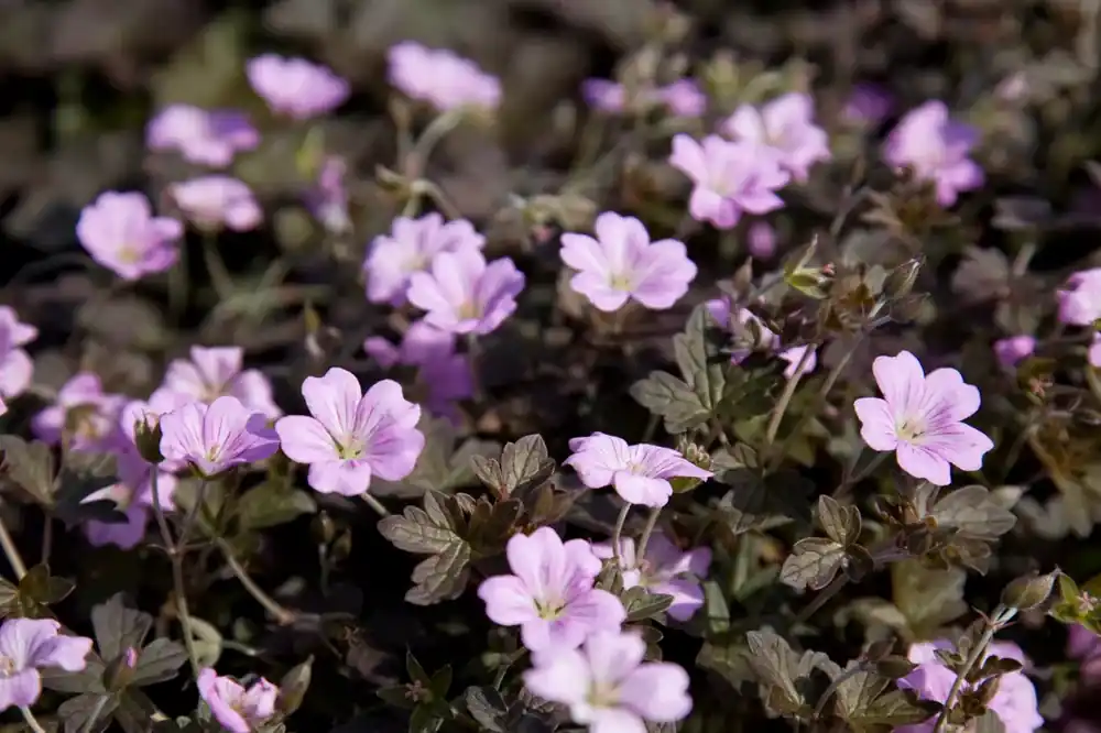 Ooievaarsbek (Geranium ‘Dusky Crug‘) - Favoriet van klanten