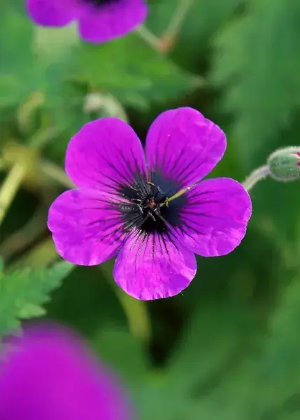 Goed beoordeeld | Ooievaarsbek (Geranium ‘Dragon Heart‘)