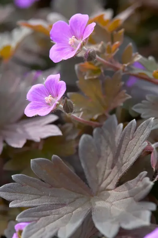 Ooievaarsbek (Geranium ‘Bob‘s Blunder‘) - Direct leverbaar