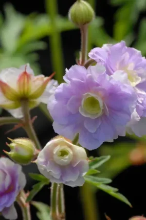 Voordelig - Ooievaarsbek (Geranium pratense ‘Summer Skies‘)