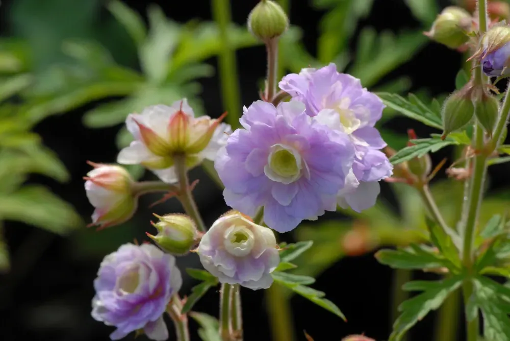 Voordelig - Ooievaarsbek (Geranium pratense ‘Summer Skies‘)