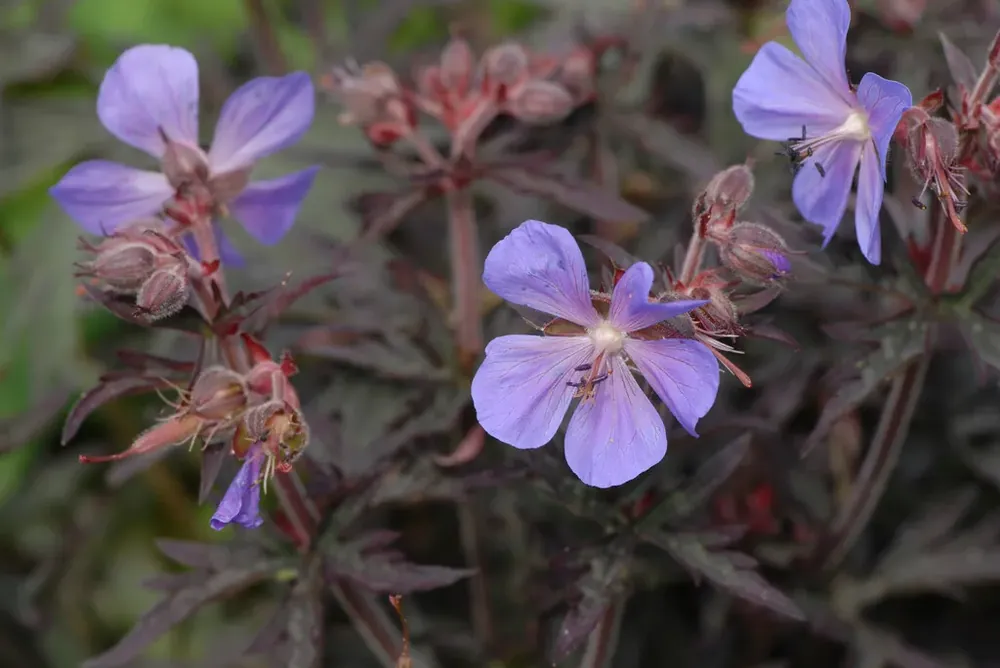 Extra korting | Ooievaarsbek (Geranium pratense ‘Midnight Reiter‘)