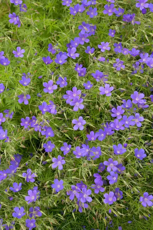 Topkwaliteit - Ooievaarsbek (Geranium ‘Nimbus‘)
