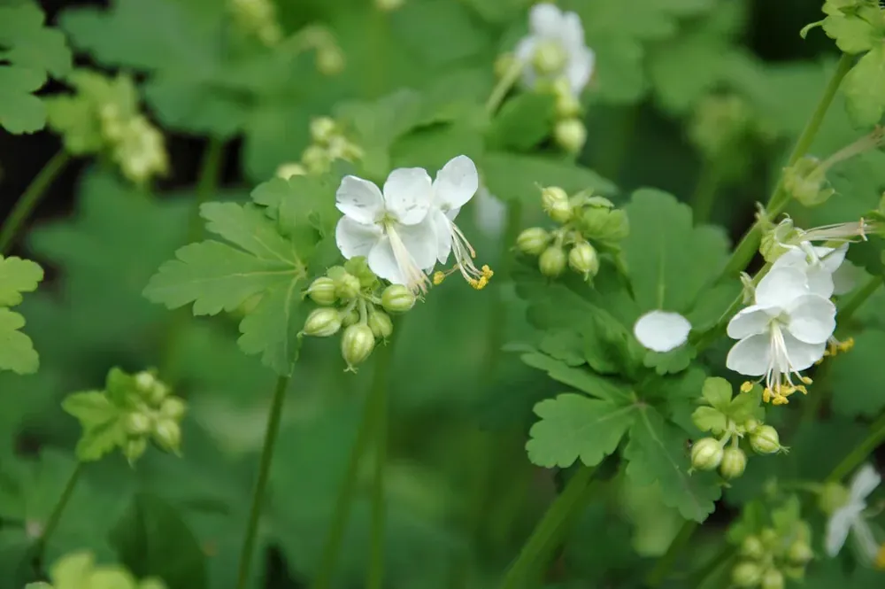 Ooievaarsbek (Geranium macrorrhizum ‘White Ness‘) | Verlaagde prijs