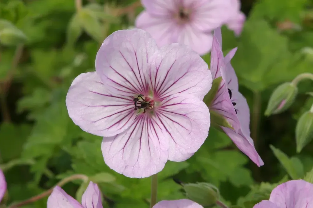 Trending | Ooievaarsbek (Geranium ‘Joy‘)